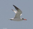 /album/photogallery/caspian-tern-tanji-gambia-jpg/